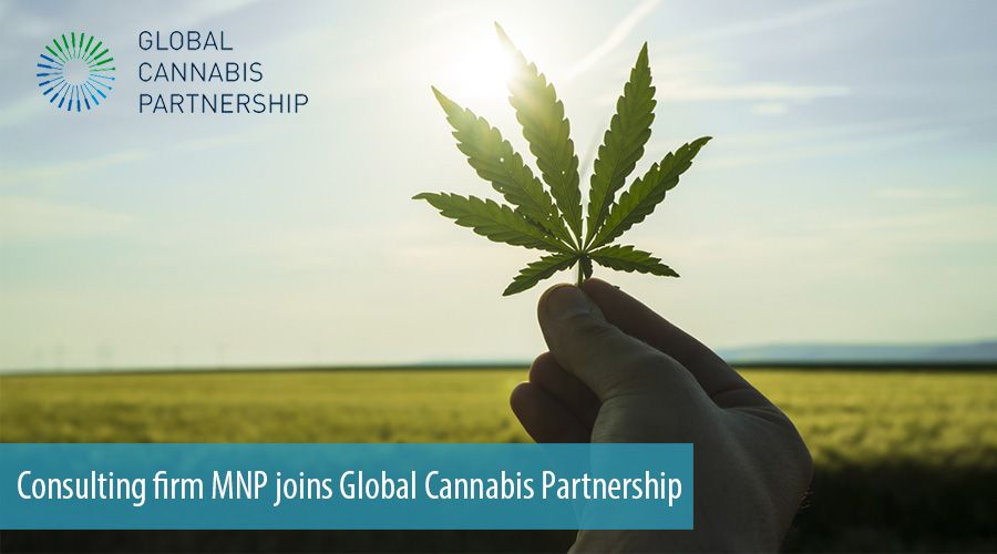 Consulting firm MNP joins Global Cannabis Partnership