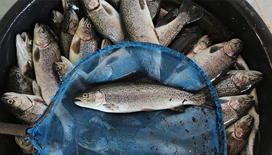 Aquaculture booms amid fears of overfishing