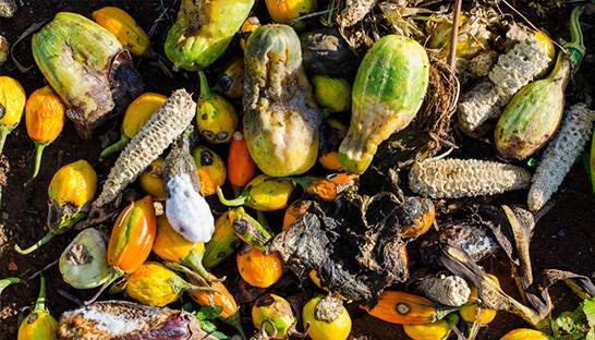 Global food wastage could hit 2.1 billion tons by 2030 in 'staggering' crisis