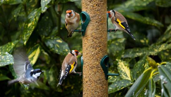 PwC helping former Maplin owner to save bird-care group Gardman