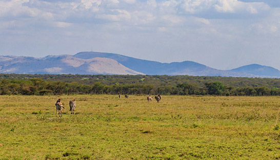 Atos and WWF partner up to support biodiversity