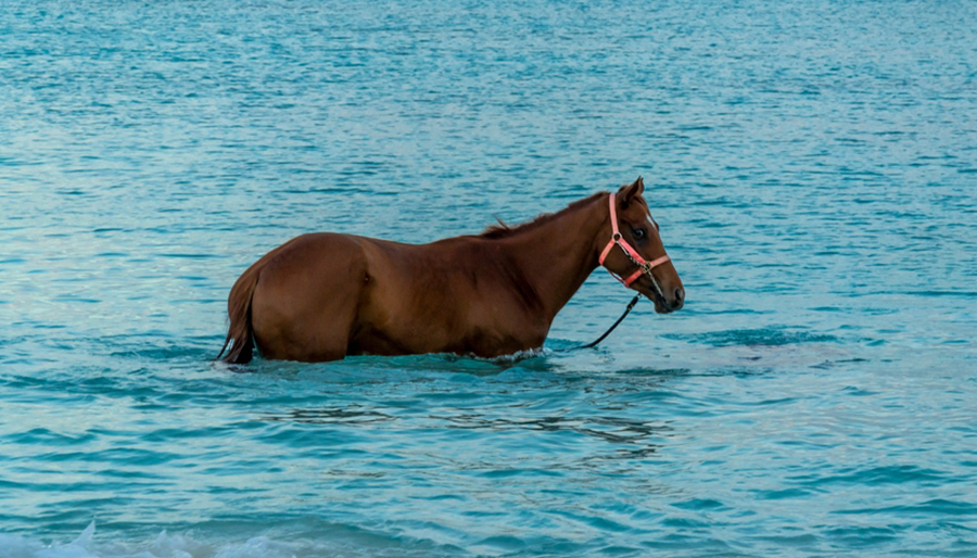 WTW launches parametric flood risk policy to protect UK race courses